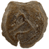 Obverse of bronze Herod the Great prutah, showing a royal diadem