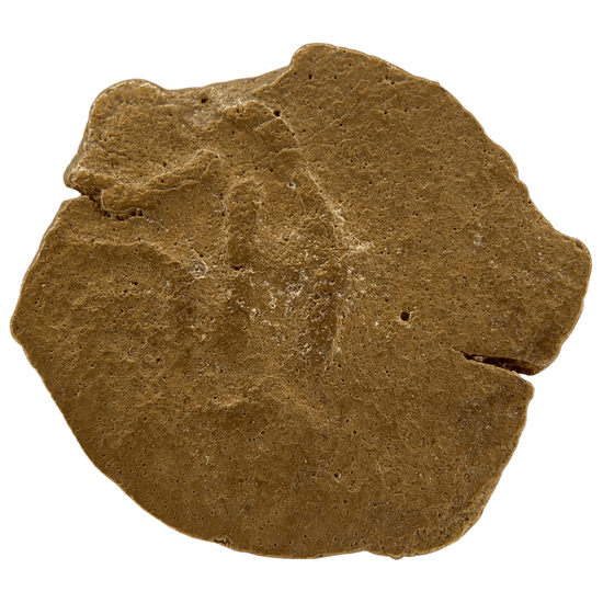 Reverse of bronze Herod the Great prutah, showing a three-legged Temple table